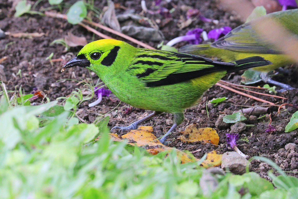 Emerald Tanager - ML532040511
