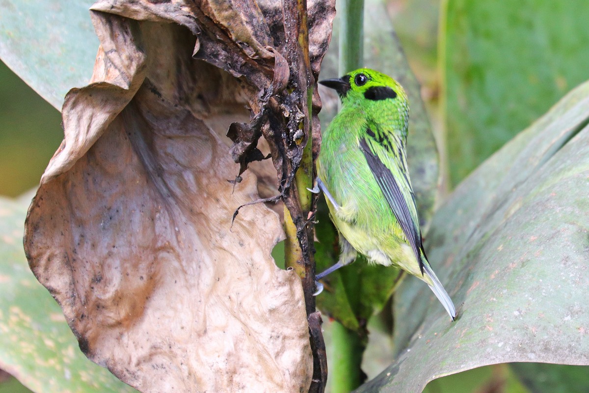 Emerald Tanager - ML532040661