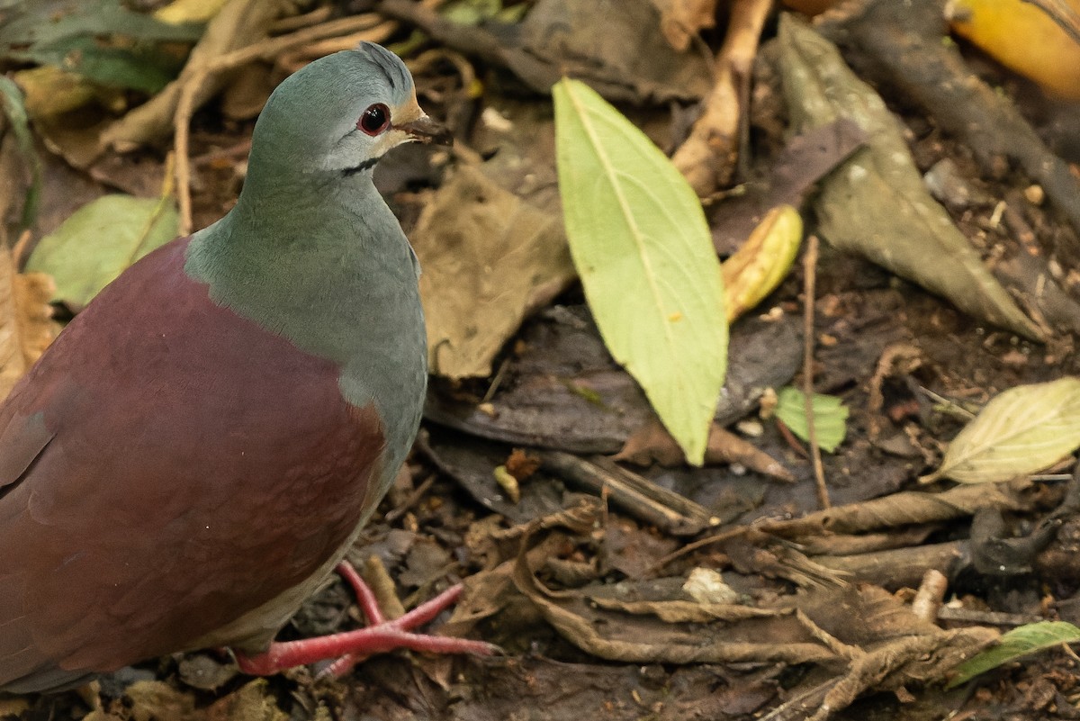 Buff-fronted Quail-Dove - ML532045381