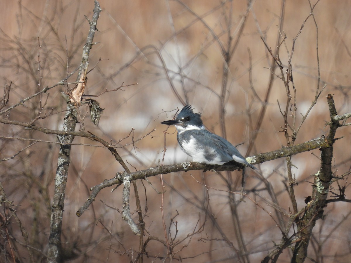 Belted Kingfisher - ML532050691