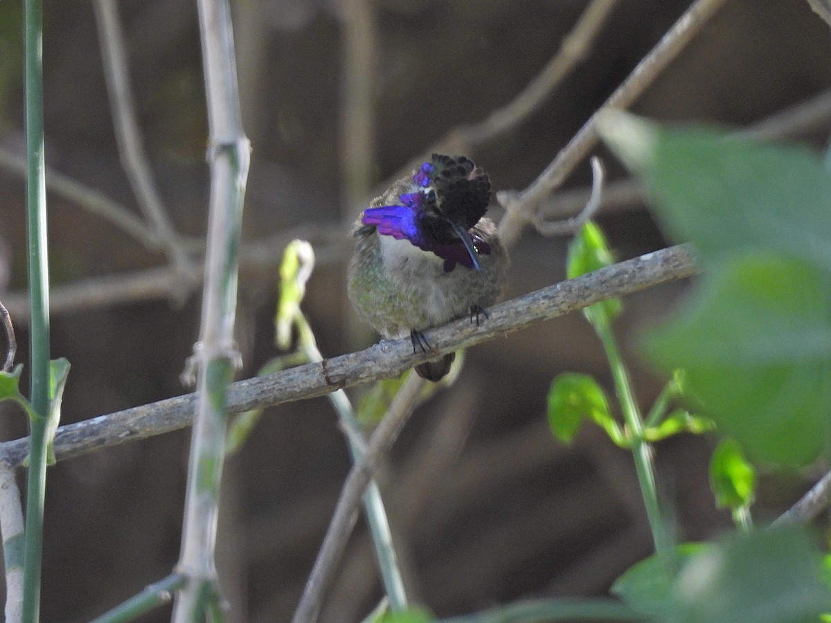 Costa's Hummingbird - ML532050951