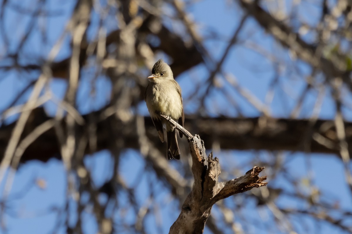 Greater Pewee - ML532054541