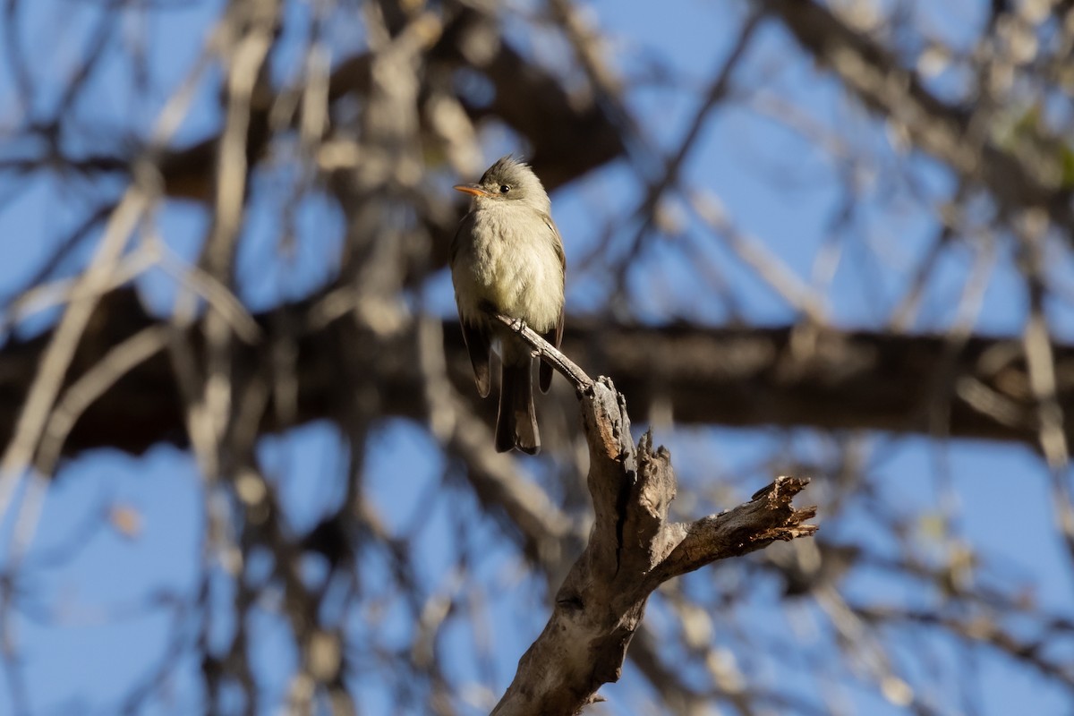 Greater Pewee - ML532054551