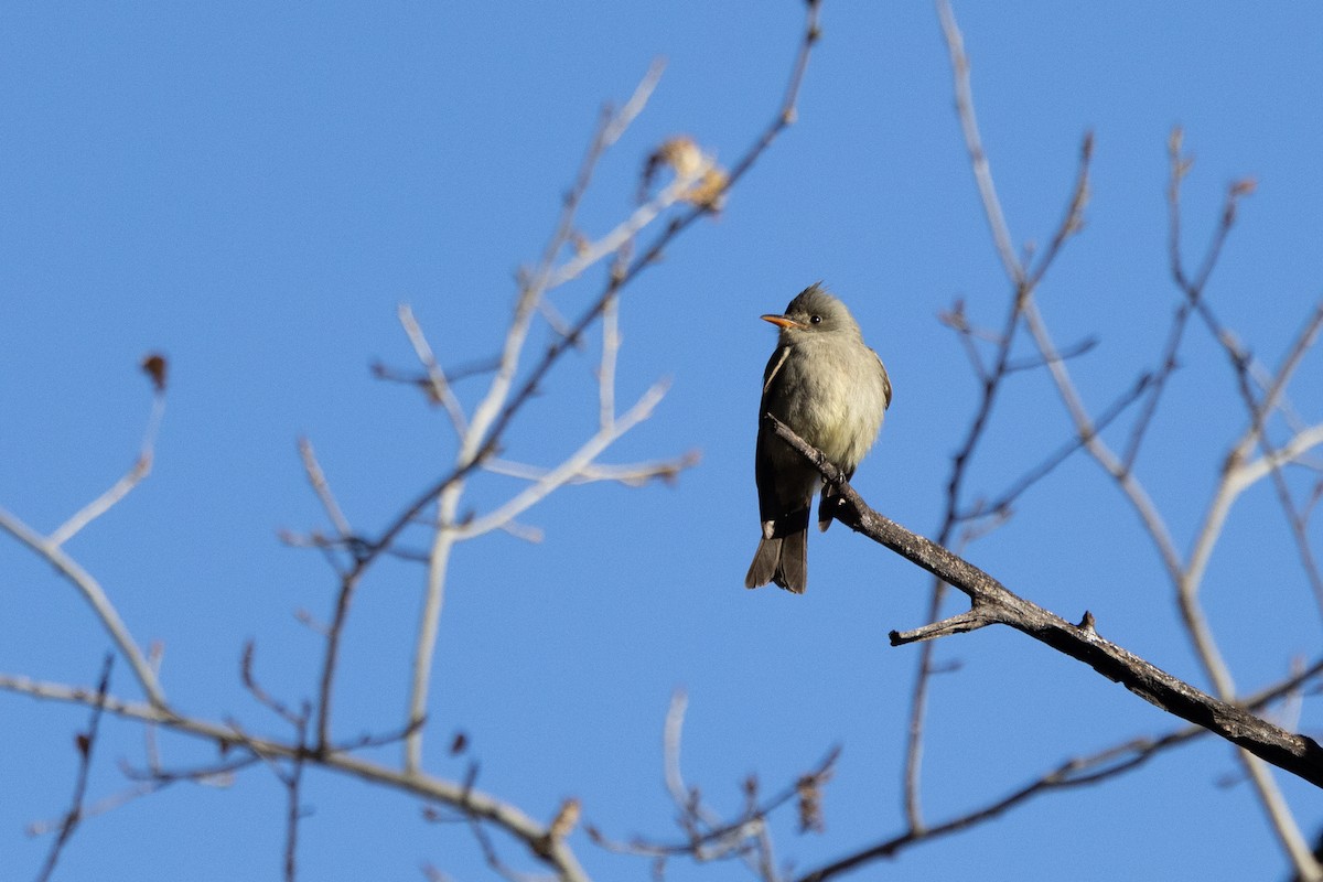 Greater Pewee - ML532054561