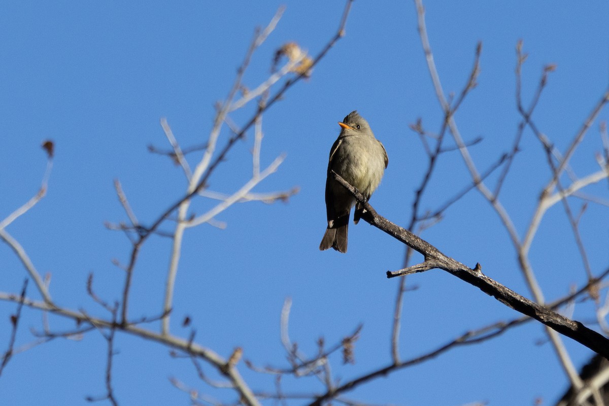 Greater Pewee - ML532054571