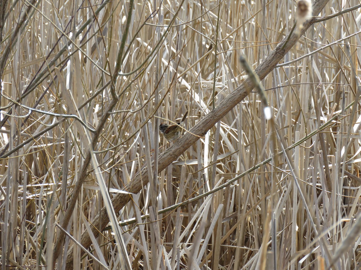 Swamp Sparrow - ML53206121