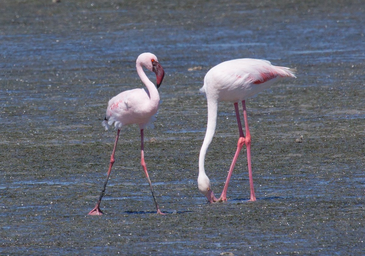 Lesser Flamingo - ML53206461