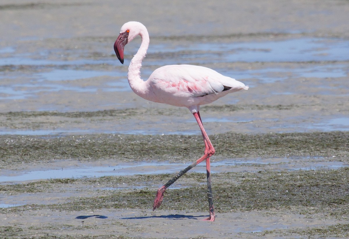 Lesser Flamingo - Craig Faulhaber