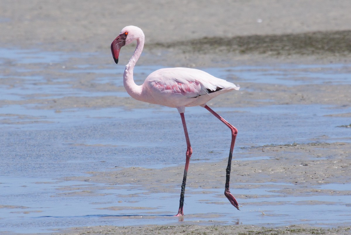 Lesser Flamingo - ML53206521