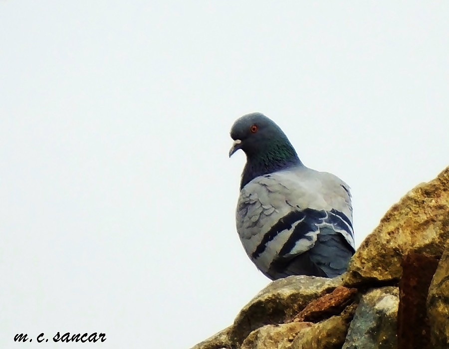 Rock Pigeon - ML532066251