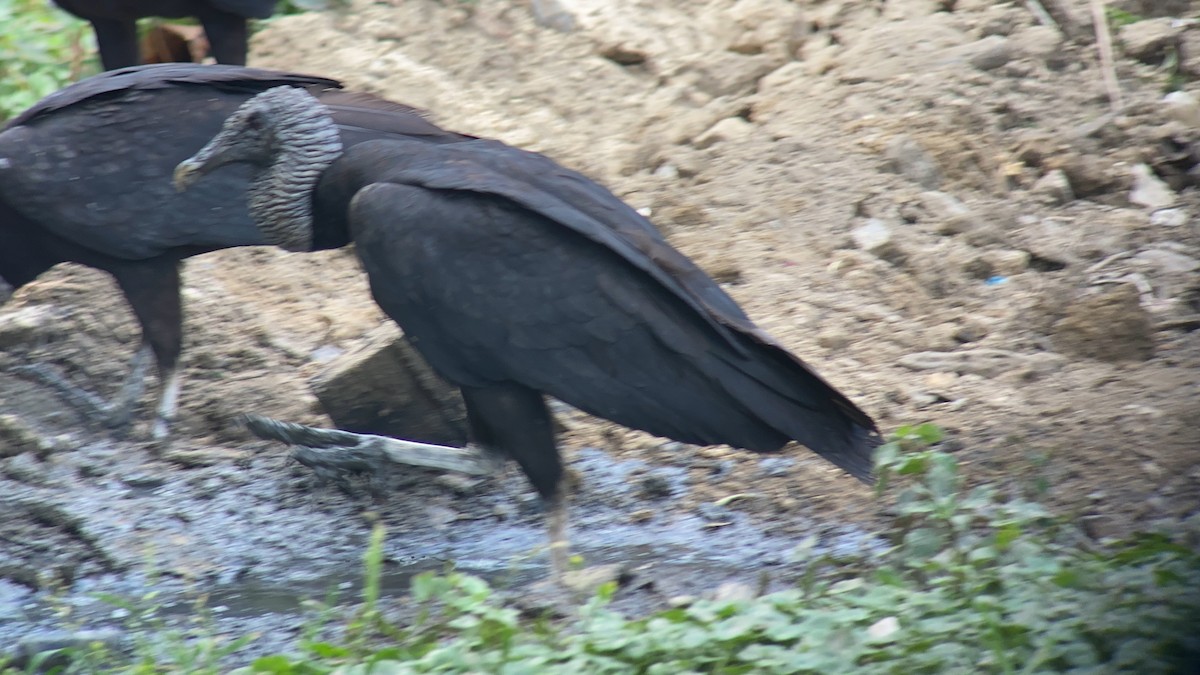 Black Vulture - ML532066521