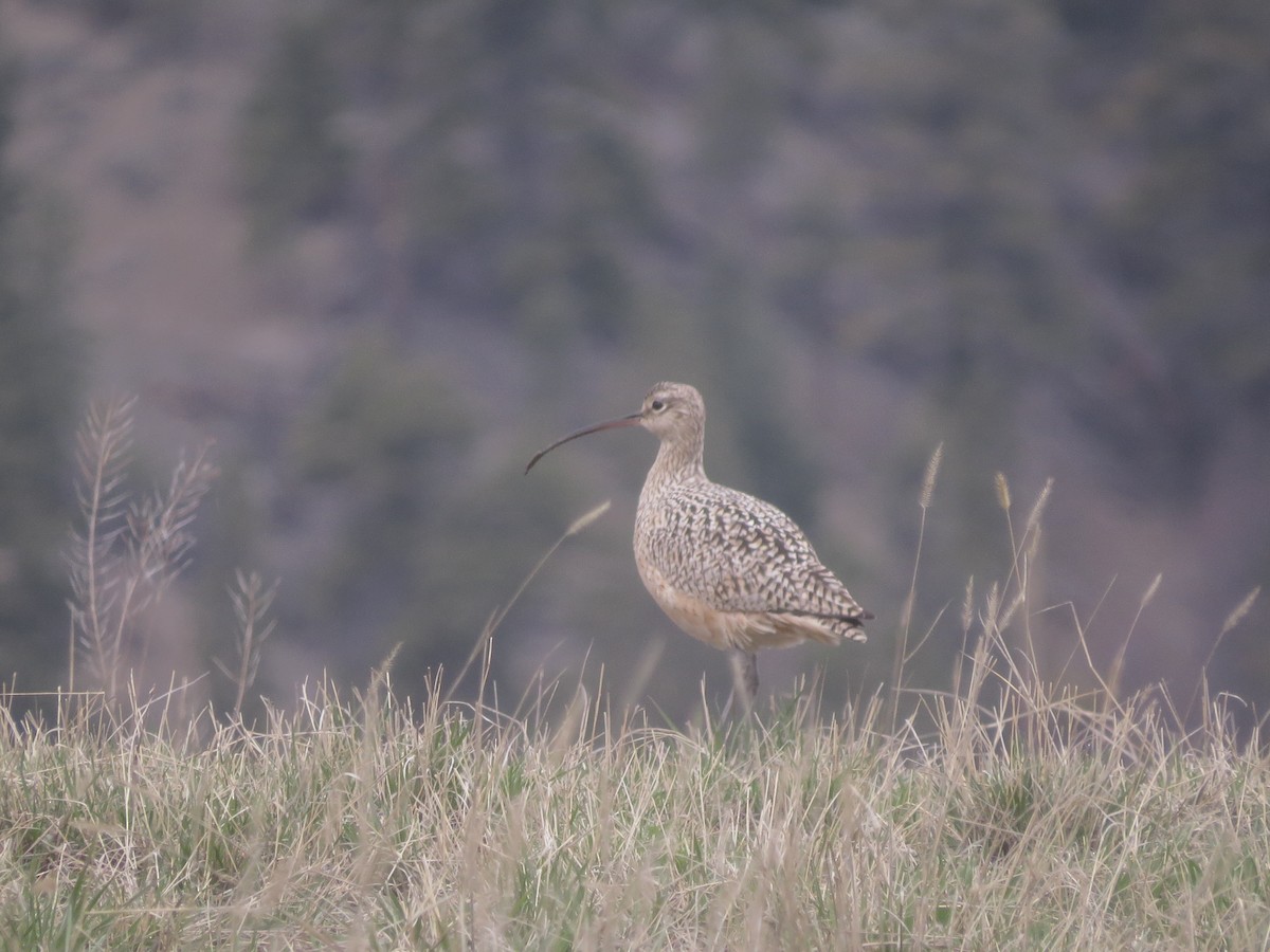 Long-billed Curlew - ML53206661