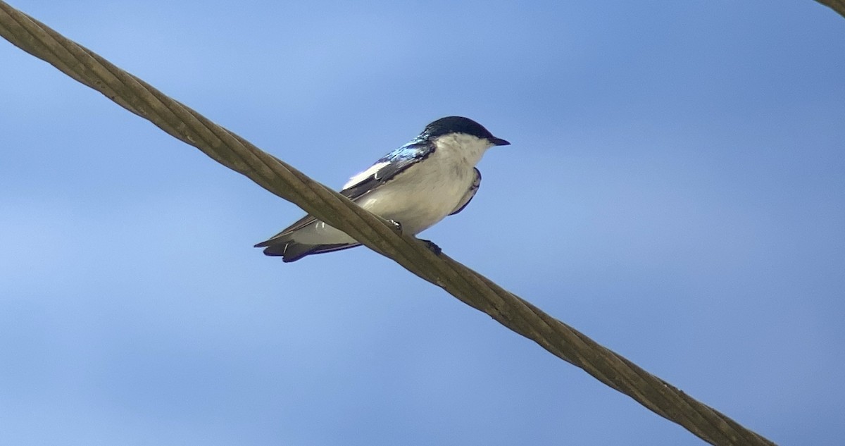 White-winged Swallow - Curtis Higgins