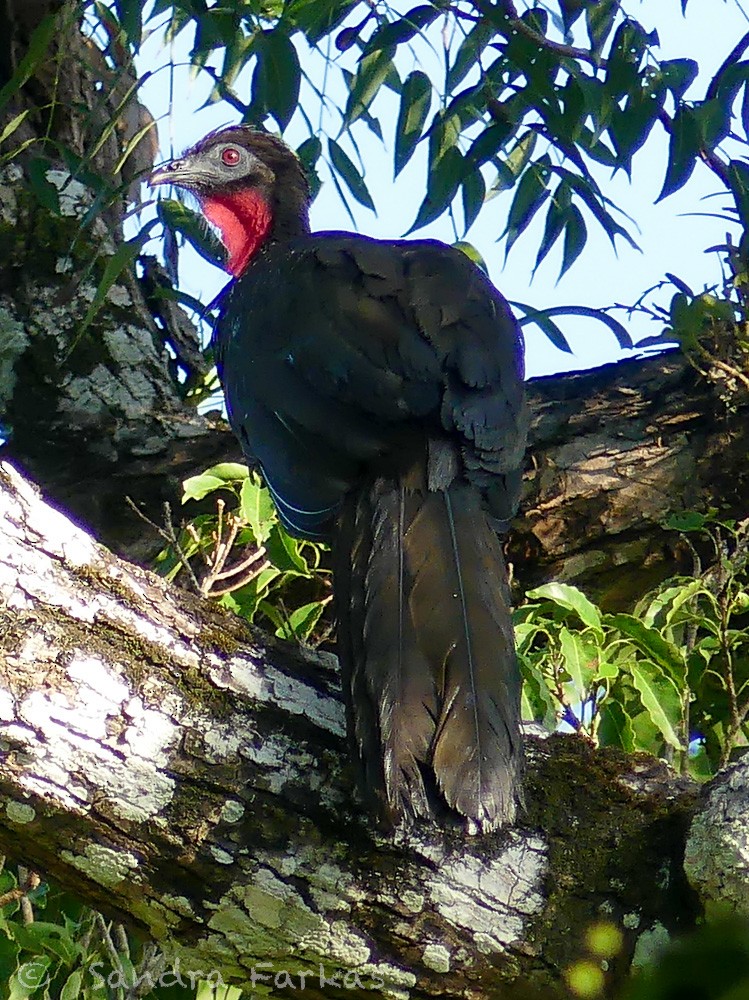Crested Guan - ML532067171