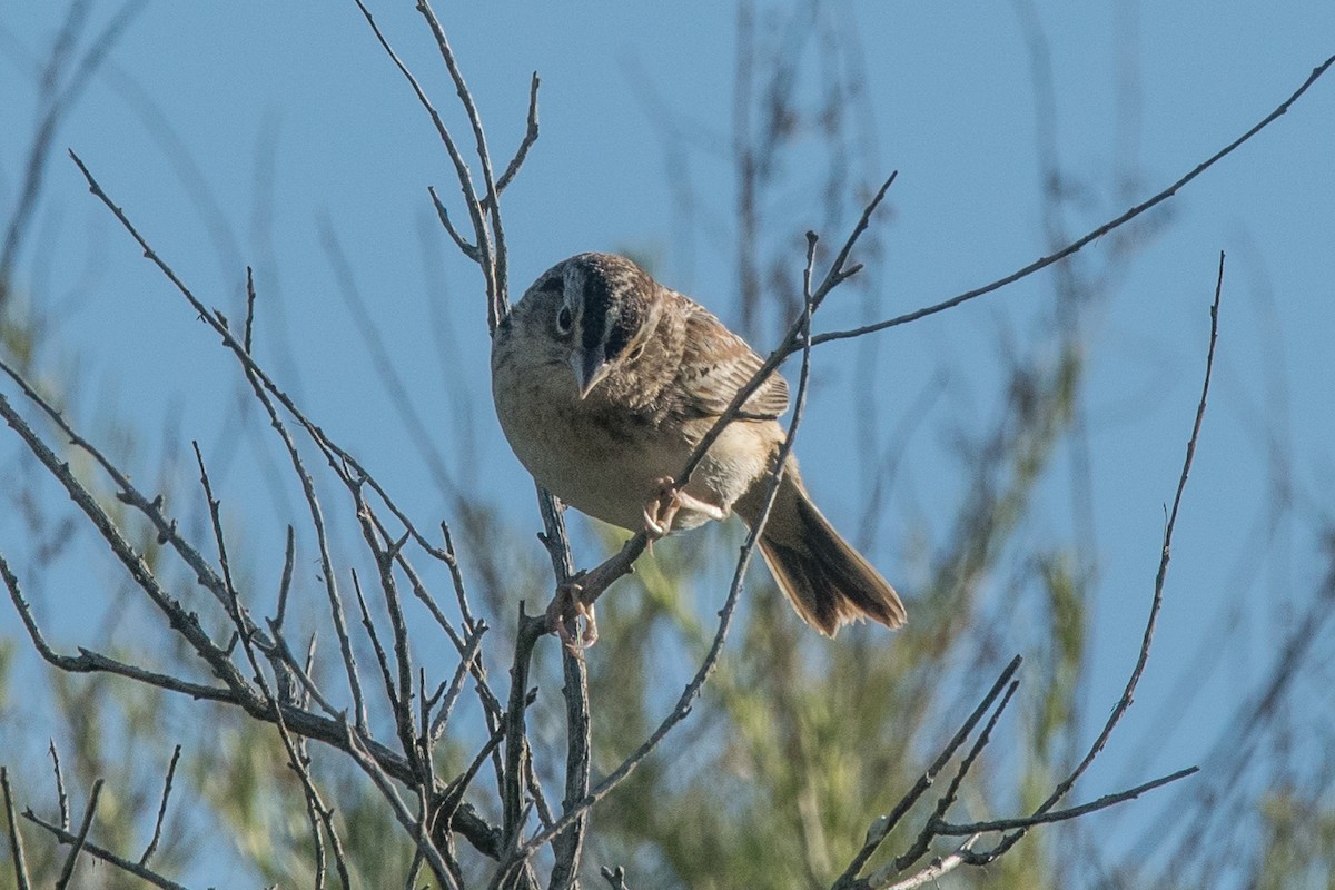Grasshopper Sparrow - ML53206911