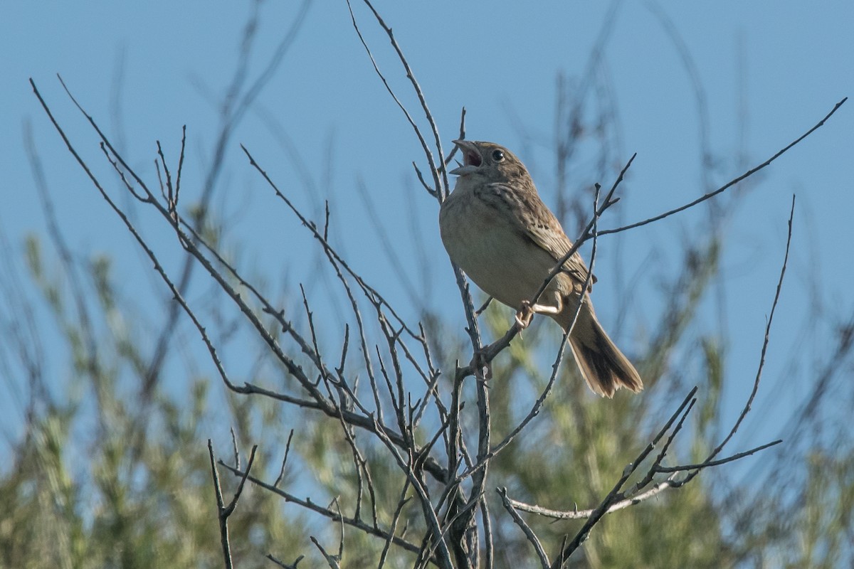 Grasshopper Sparrow - ML53206931