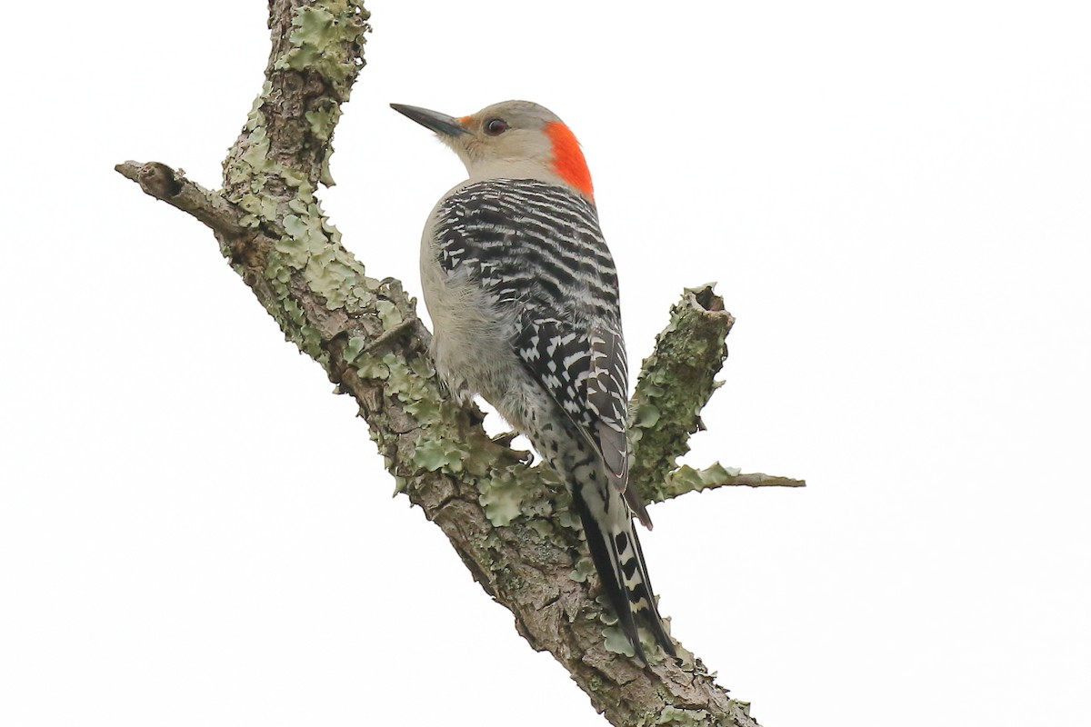 Red-bellied Woodpecker - ML532071541