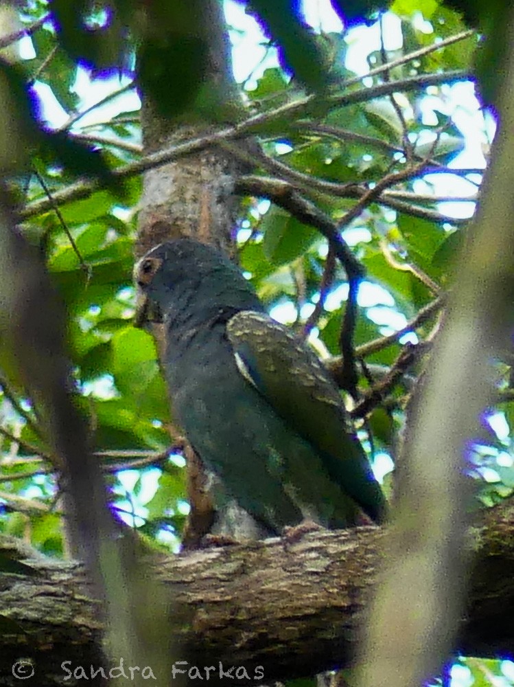 White-crowned Parrot - ML532072381