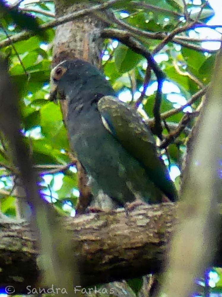 White-crowned Parrot - ML532072391