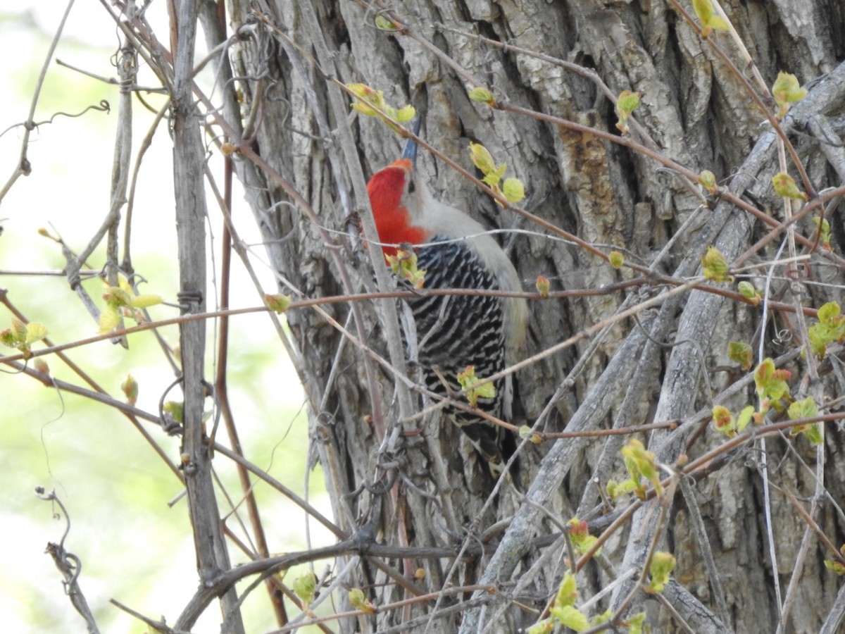 Red-bellied Woodpecker - Erin LeFevre