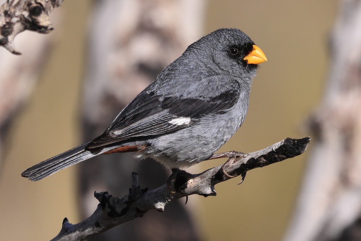 Band-tailed Seedeater - ML532090481