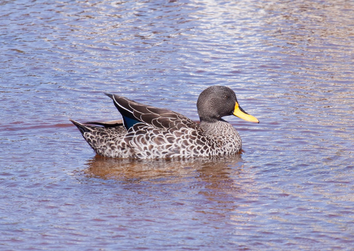 Yellow-billed Duck - ML53209091