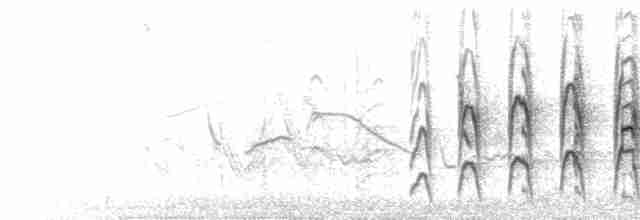  - Streak-fronted Thornbird