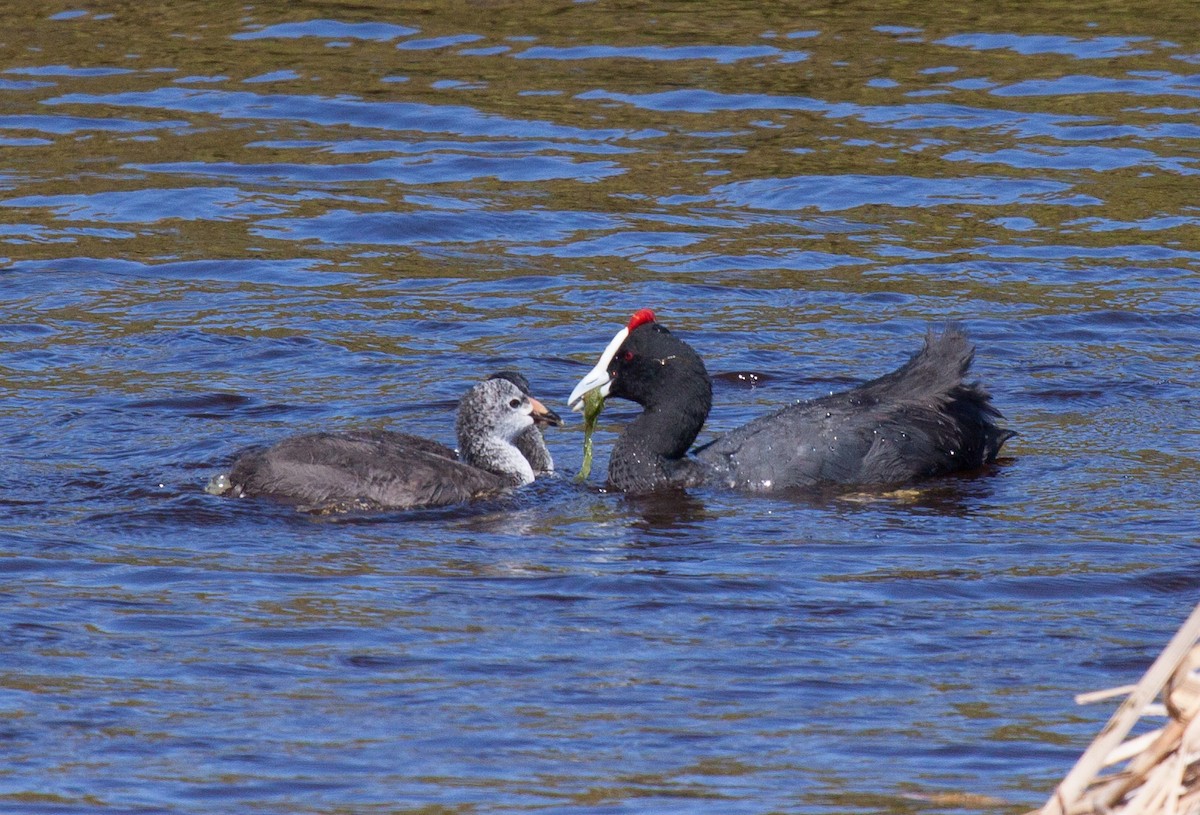 Red-knobbed Coot - ML53209211
