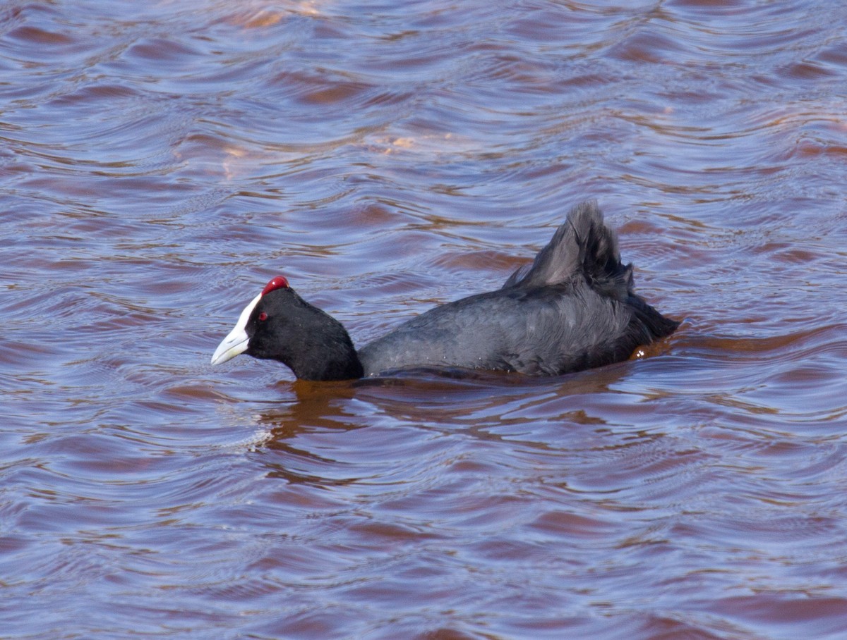 Red-knobbed Coot - Craig Faulhaber