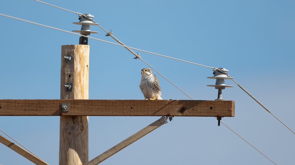 Prairie Falcon - paul mclelland