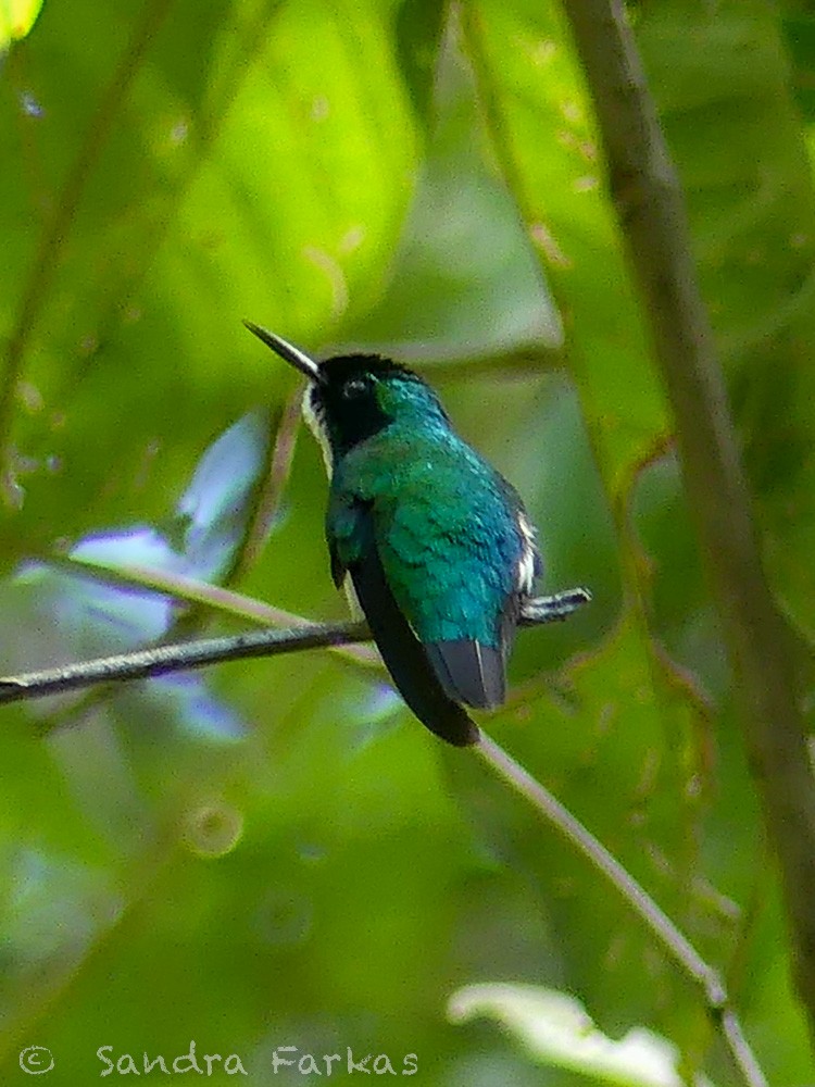 Purple-crowned Fairy - ML532100501