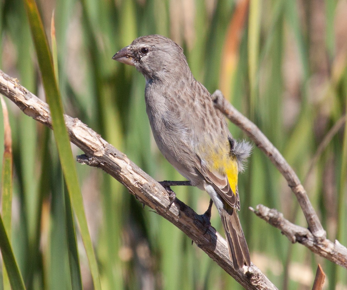 White-throated Canary - ML53210091