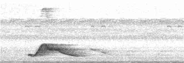 Pauraquenachtschwalbe - ML53210381