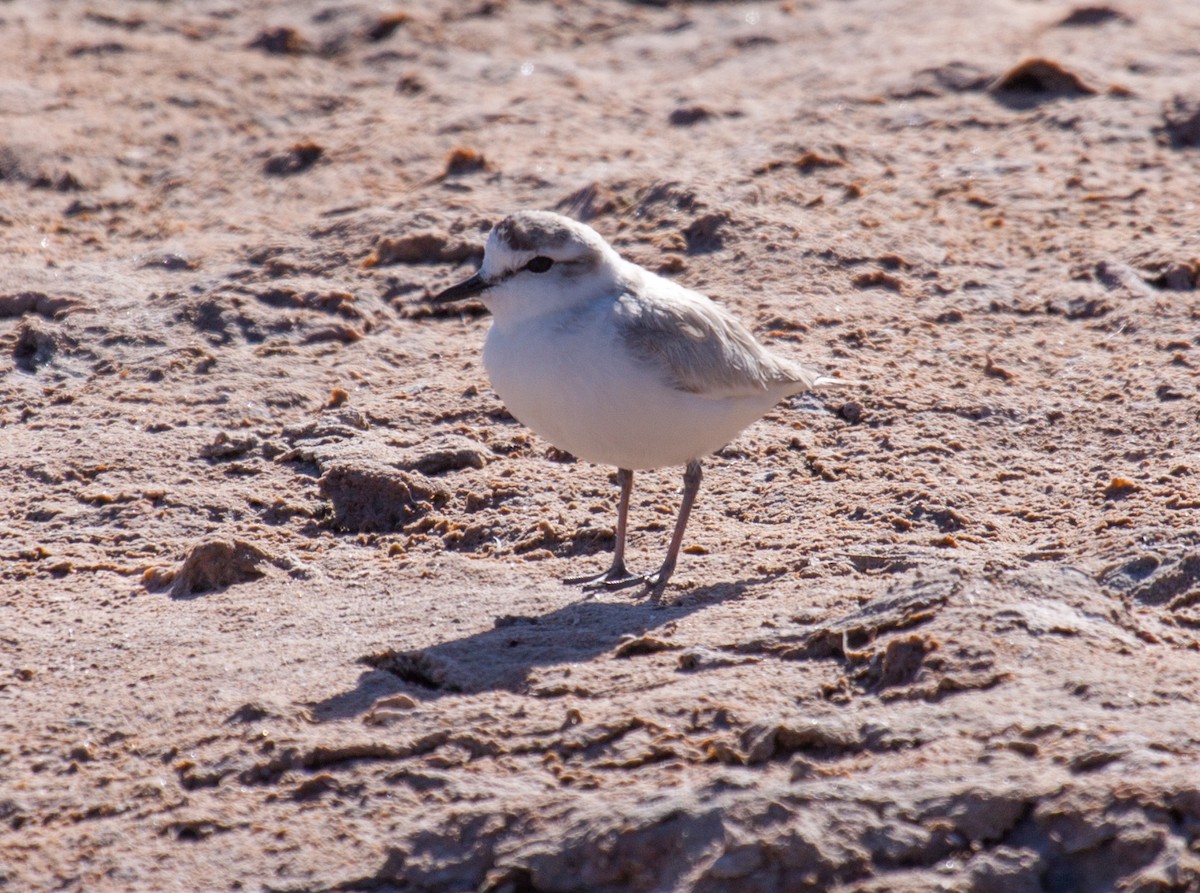 White-fronted Plover - ML53210471