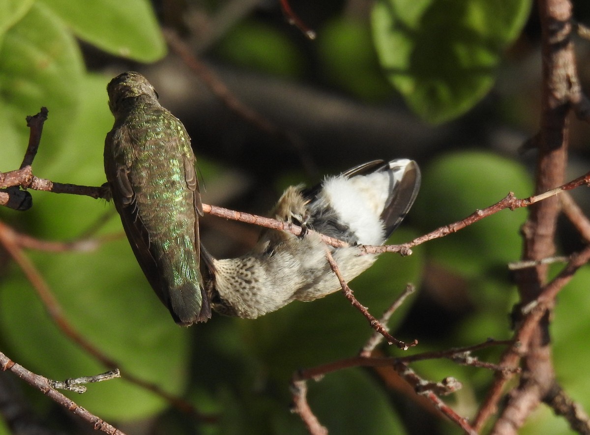 hummingbird sp. - Veronica Heron