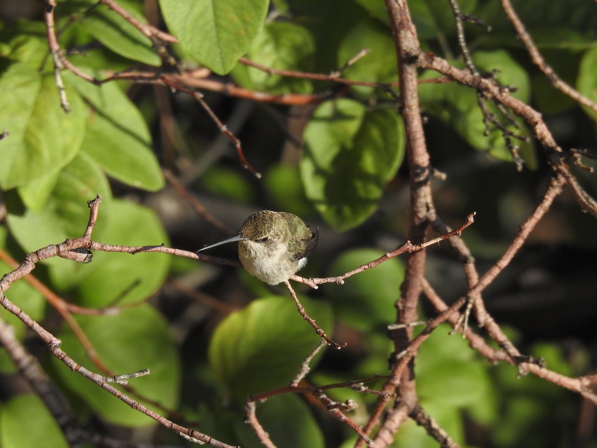 hummingbird sp. - ML532104871