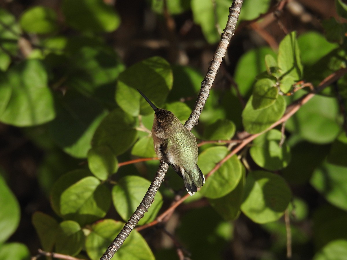 hummingbird sp. - ML532104901
