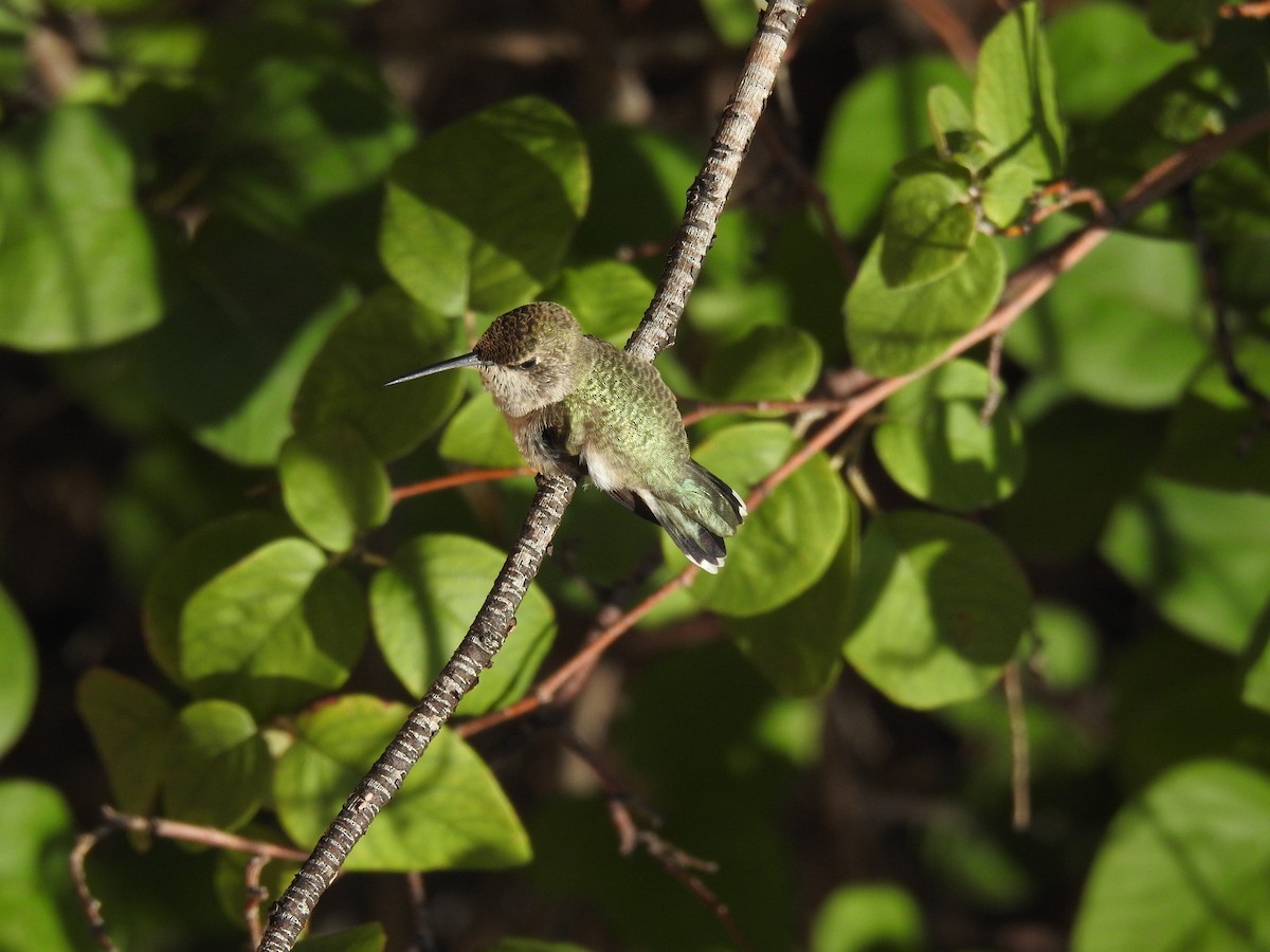 hummingbird sp. - ML532104911