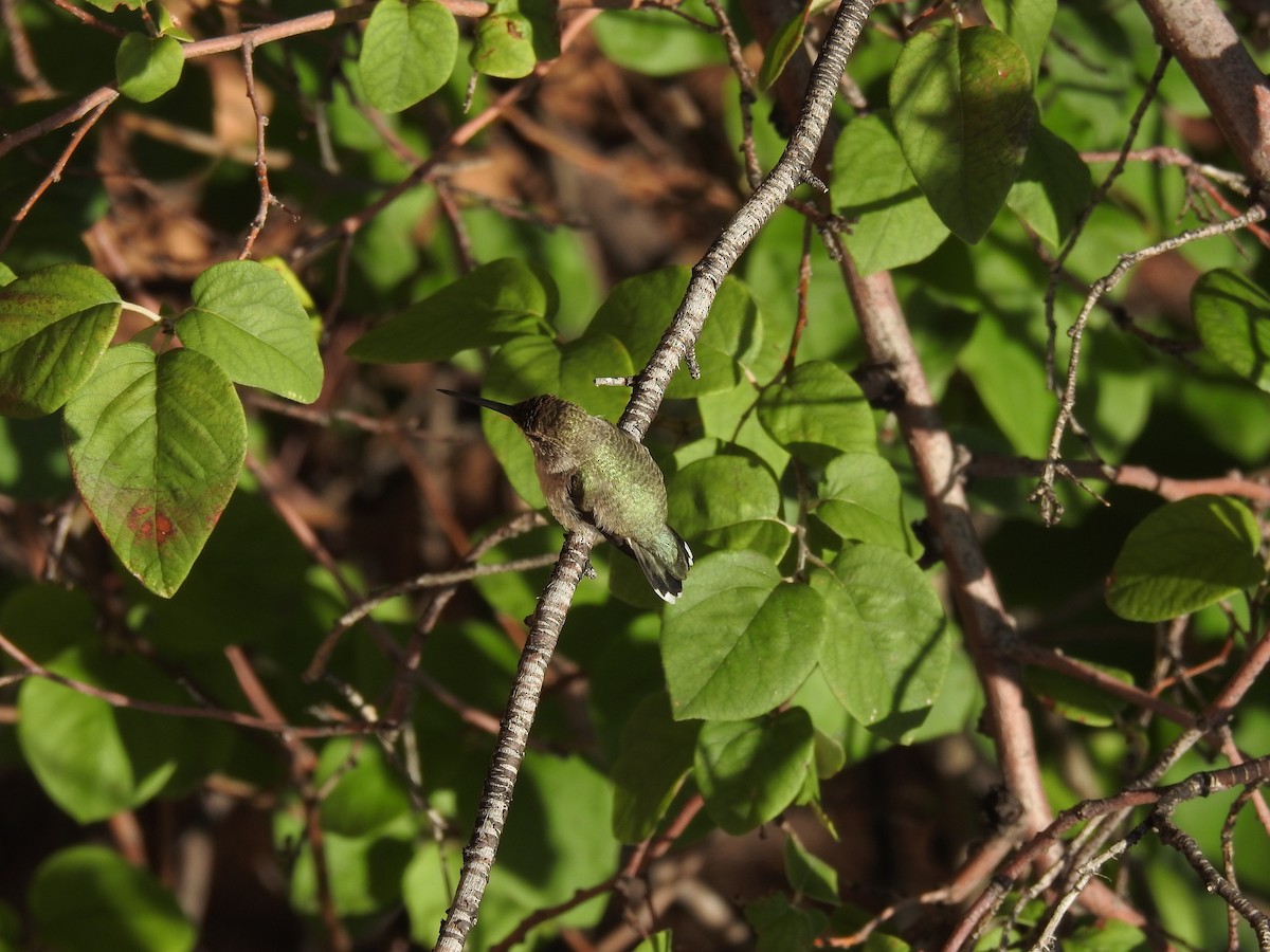 hummingbird sp. - ML532104921