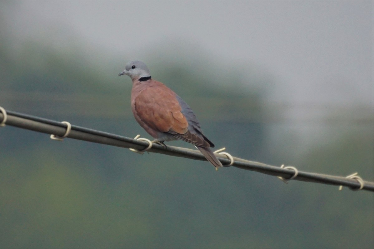 Red Collared-Dove - ML532109991