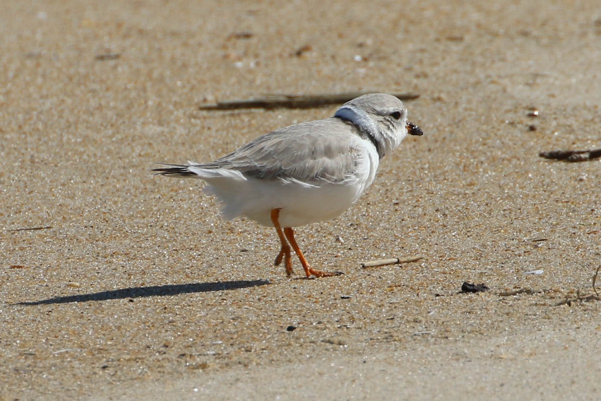 Piping Plover - ML53211031