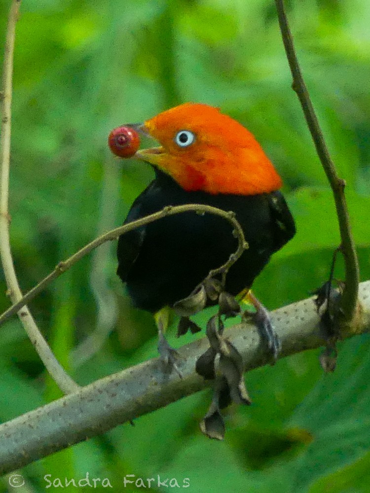 Red-capped Manakin - ML532118541