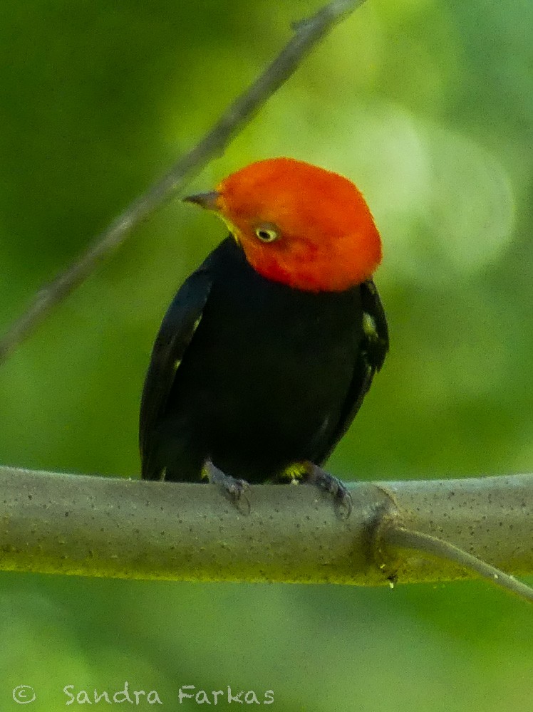 Red-capped Manakin - ML532119741