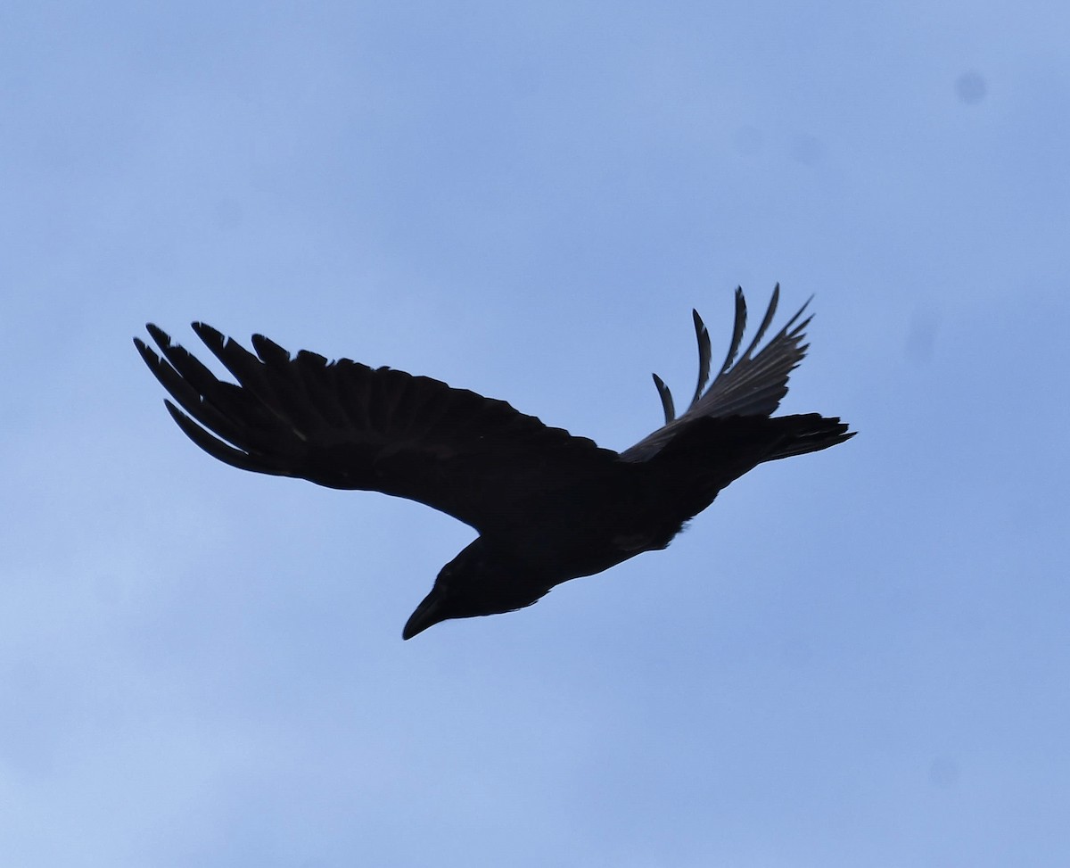 Common Raven - ML532123691