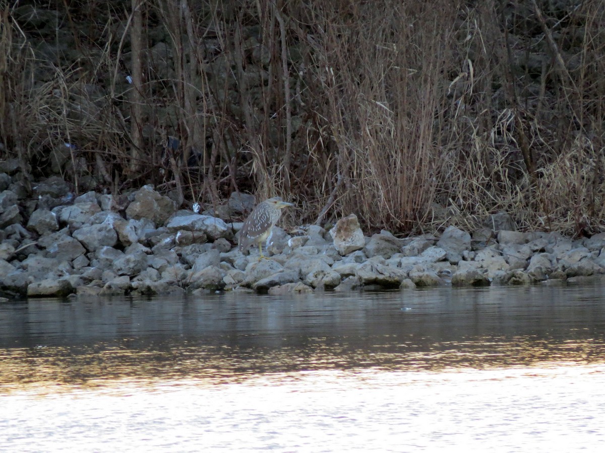eBird Checklist 5 Feb 2023 Menards Pond,2850 South Creasy Lane