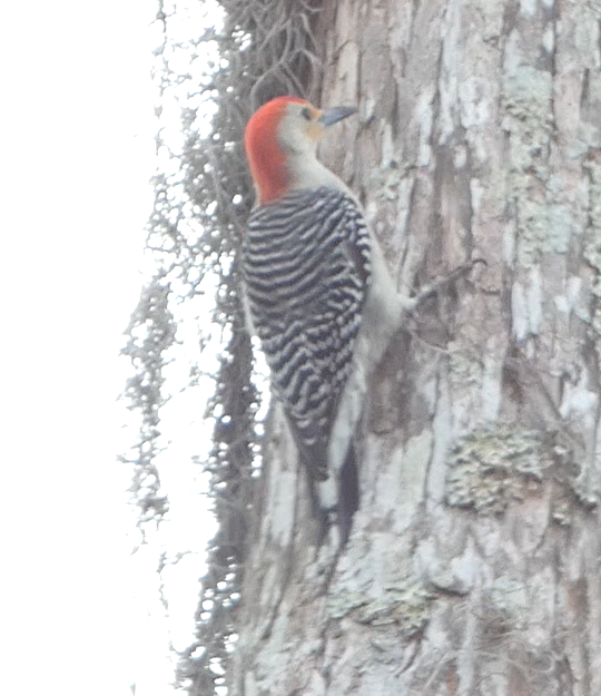 Red-bellied Woodpecker - ML532127551