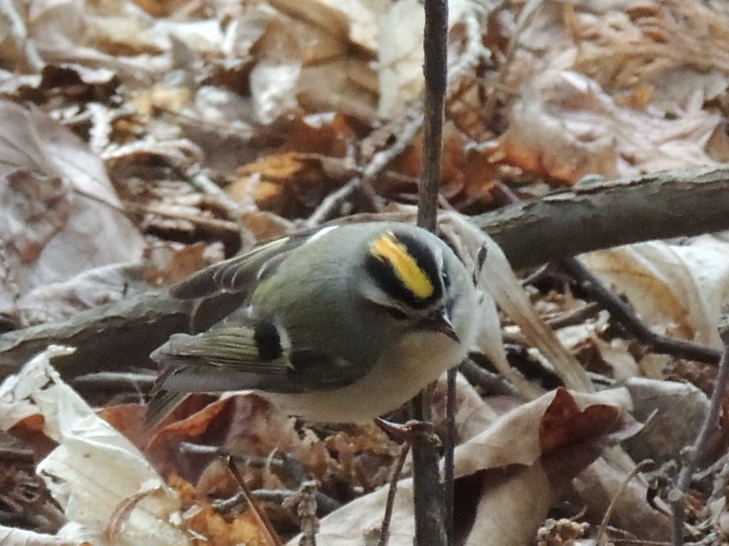Golden-crowned Kinglet - Melody Walsh