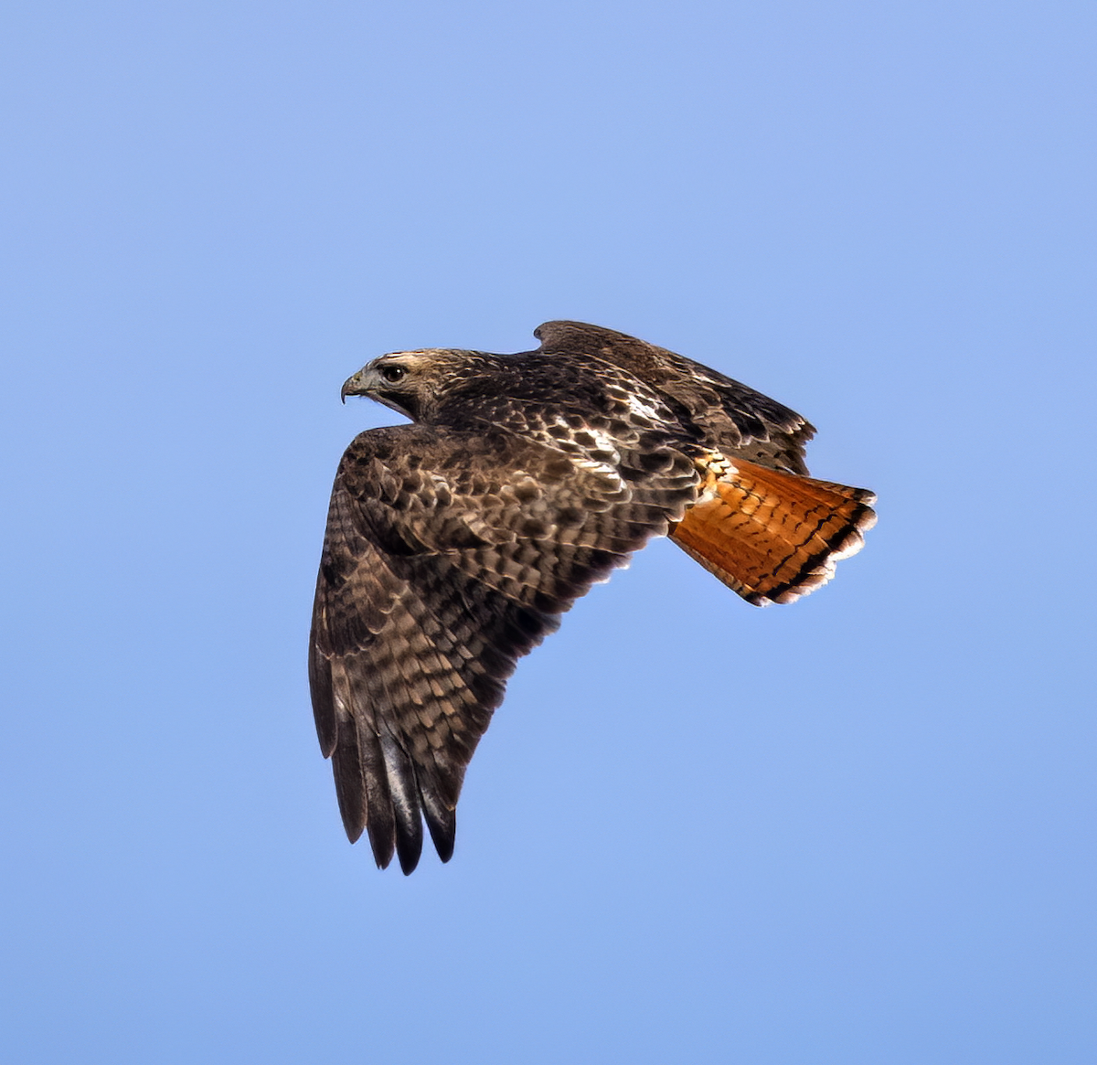 Red-tailed Hawk (abieticola) - ML532134691