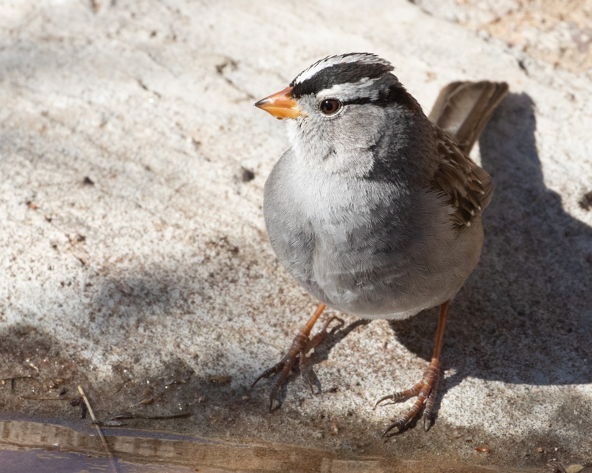 White-crowned Sparrow - ML532136331
