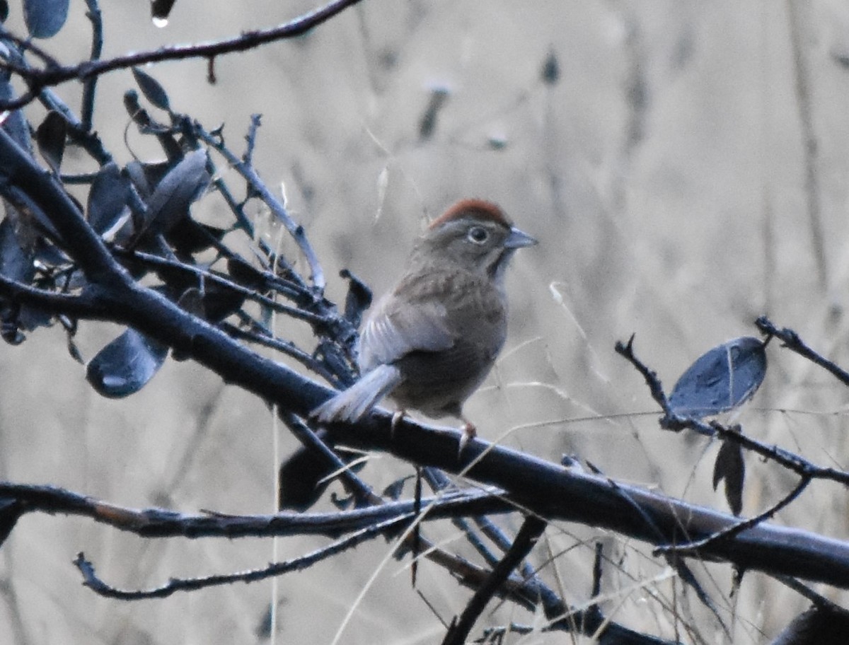 Rufous-crowned Sparrow - ML532136561